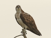 Filename=Visarend bree.jpg
Filesize=167KB
Dimensions=1100x820
Date added=Sep 06, 2015 Visarend bree.jpg