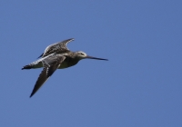 Filename=Wulp.jpg
Filesize=158KB
Dimensions=1100x772
Date added=Jul 05, 2015 Wulp.jpg