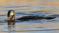 Filename=aalscholver_0114_1.jpg
Filesize=293KB
Dimensions=1100x619
Date added=Nov 26, 2015 aalscholver_0114_1.jpg