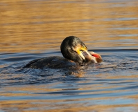 Filename=aalscholver_0124_1.jpg
Filesize=295KB
Dimensions=980x796
Date added=Nov 26, 2015 aalscholver_0124_1.jpg
