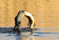 Filename=aalscholver_0140_1.jpg
Filesize=259KB
Dimensions=950x646
Date added=Nov 26, 2015 aalscholver_0140_1.jpg