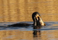 Filename=aalscholver_0155_1.jpg
Filesize=288KB
Dimensions=950x667
Date added=Nov 26, 2015 aalscholver_0155_1.jpg