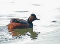 Filename=geoordefuut1.jpg
Filesize=199KB
Dimensions=1100x803
Date added=Apr 10, 2015 geoordefuut1.jpg