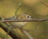 Filename=goudhaan_2558_1.jpg
Filesize=266KB
Dimensions=1100x893
Date added=Jan 01, 2016 goudhaan_2558_1.jpg
