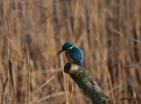 Filename=ijsvogel 1.JPG
Filesize=296KB
Dimensions=692x514
Date added=Jan 06, 2015 ijsvogel 1.JPG