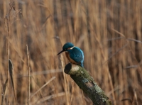 ijsvogel 1.JPG