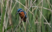 Filename=ijsvogel 1.jpg
Filesize=237KB
Dimensions=1100x671
Date added=May 06, 2015 ijsvogel 1.jpg