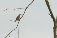 Filename=pieper.jpg
Filesize=192KB
Dimensions=1100x739
Date added=Nov 11, 2015 pieper.jpg