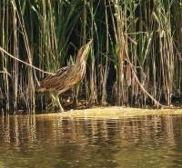 Filename=roerdomp2.jpg
Filesize=294KB
Dimensions=680x629
Date added=Aug 23, 2015 roerdomp2.jpg