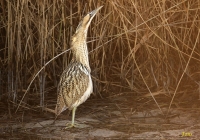 Filename=roerdomp_2934_1.jpg
Filesize=295KB
Dimensions=940x661
Date added=Jan 01, 2016 roerdomp_2934_1.jpg