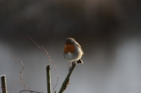 Filename=roodborstje.JPG
Filesize=288KB
Dimensions=900x600
Date added=Jan 06, 2015 roodborstje.JPG