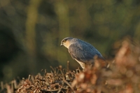 Filename=sperwer 01-1.jpg
Filesize=173KB
Dimensions=1100x733
Date added=Apr 10, 2015 sperwer 01-1.jpg