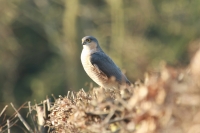 Filename=sperwer 02-1.jpg
Filesize=174KB
Dimensions=1100x733
Date added=Apr 10, 2015 sperwer 02-1.jpg