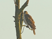 Filename=sperwer_0095_1.jpg
Filesize=247KB
Dimensions=1100x815
Date added=Nov 26, 2015 sperwer_0095_1.jpg
