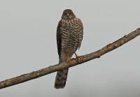 Filename=sperwer_0678_1_1.jpg
Filesize=260KB
Dimensions=1100x766
Date added=Dec 07, 2015 sperwer_0678_1_1.jpg