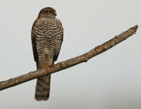 Filename=sperwer_0728_1_1.jpg
Filesize=277KB
Dimensions=1050x815
Date added=Dec 07, 2015 sperwer_0728_1_1.jpg