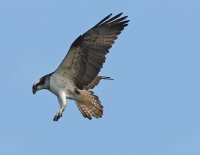 Filename=visarend1~0.jpg
Filesize=224KB
Dimensions=1100x856
Date added=Sep 21, 2015 visarend1~0.jpg