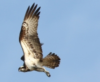 Filename=visarend2.jpg
Filesize=269KB
Dimensions=1100x903
Date added=Sep 21, 2015 visarend2.jpg