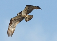 Filename=visarend3.jpg
Filesize=215KB
Dimensions=1100x785
Date added=Sep 21, 2015 visarend3.jpg