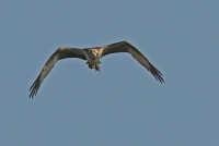 Filename=visarend6.jpg
Filesize=198KB
Dimensions=1100x737
Date added=Sep 02, 2015 visarend6.jpg