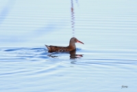 Filename=waterral 1-1.jpg
Filesize=149KB
Dimensions=1100x741
Date added=Jan 16, 2015 waterral 1-1.jpg