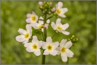 Filename= waterviolier (Hottonia palustris) 20150507_002-3.jpg
Filesize=179KB
Dimensions=1100x737
Date added=May 09, 2015 waterviolier (Hottonia palustris) 20150507_002-3.jpg