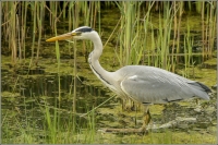 BLAUWE REIGER (Ardea cinerea) 20150508_002.jpg