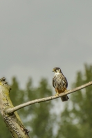 BOOMVALK (Falco subbuteo) 20150507_002.jpg