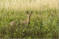 Filename=REE (Capreolus capreolus)20150508_004.jpg
Filesize=265KB
Dimensions=1100x736
Date added=May 08, 2015 REE (Capreolus capreolus)20150508_004.jpg