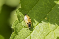 Rupsenaaskever, (Xylodrepa quadrimaculata)20150515_001.jpg