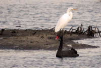 Zwarte Zwaan Grote Zilverreiger.jpg