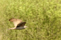 Filename=havik.jpg
Filesize=278KB
Dimensions=900x590
Date added=May 03, 2015 havik.jpg