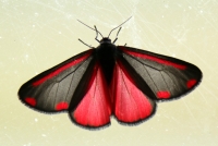 Filename=vlinder.jpg
Filesize=211KB
Dimensions=1000x674
Date added=May 24, 2015 vlinder.jpg