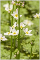 Filename=waterviolier (Hottonia palustris) 20150507_001-2.jpg
Filesize=225KB
Dimensions=739x1100
Date added=May 09, 2015 waterviolier (Hottonia palustris) 20150507_001-2.jpg