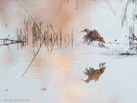 Filename=waterral-klein 1-11-15.jpg
Filesize=225KB
Dimensions=950x713
Date added=Nov 04, 2015 waterral-klein 1-11-15.jpg