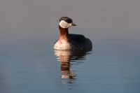 Filename=Roodhalsfuut.jpg
Filesize=188KB
Dimensions=1024x683
Date added=Mar 27, 2015 Roodhalsfuut.jpg
