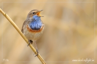 Filename=20150326blauwborst1.jpg
Filesize=248KB
Dimensions=700x467
Date added=Apr 03, 2015 20150326blauwborst1.jpg