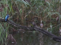 001 Blauwborst en ijsvogel op eenzelfde tak 5Z5A4890 verkleind OK .JPG