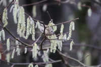 Filename=001 Goudhaan 5Z5A5387 verkleind .JPG
Filesize=279KB
Dimensions=1100x733
Date added=Dec 22, 2015 001 Goudhaan 5Z5A5387 verkleind .JPG