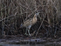 Filename=001 Roerdomp 5Z5A5357 test 5 .JPG
Filesize=281KB
Dimensions=1100x825
Date added=Dec 22, 2015 001 Roerdomp 5Z5A5357 test 5 .JPG