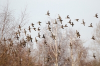 Filename=001 WIntertaling 5Z5A6020 OK verkleind .JPG
Filesize=280KB
Dimensions=1100x733
Date added=Dec 26, 2015 001 WIntertaling 5Z5A6020 OK verkleind .JPG
